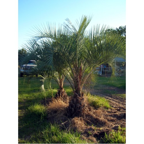 Wholesale Palm Trees Tampa, Florida